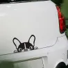 Vedenpitävä - vinyyli auto tarra koiran kasvot