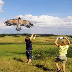 1.1m - Kite de águia plana - kites - crianças - brinquedos