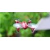 Hubsan X4 H107C - Uppgraderad 2,4G - 4CH - RC Drone Quadcopter Mode 2 (vänsterhandflaska) - Svart grön