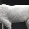 Décoration de Noël - renne blanche - deer