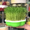 Plant germination tray - portable - moisture proof - plastic planting boxGarden