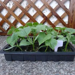 Frön germinationsbricka - 24 celler - med lock / andningshål - 3 bitar