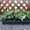 JardínBandeja de germinación de semillas - 24 celdas - con tapas / agujero respirador - 3 piezas