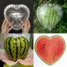 Square - Heart Shape - Watermelon Shaping