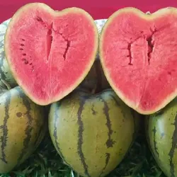 CocinaMolde de forma de sandía - Corazón - Plaza