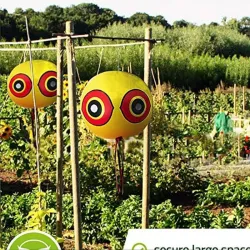 Control de insectosBird repellent balloons - scary eyes - pest control