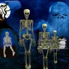Human skeleton - Halloween decoration - 40cm