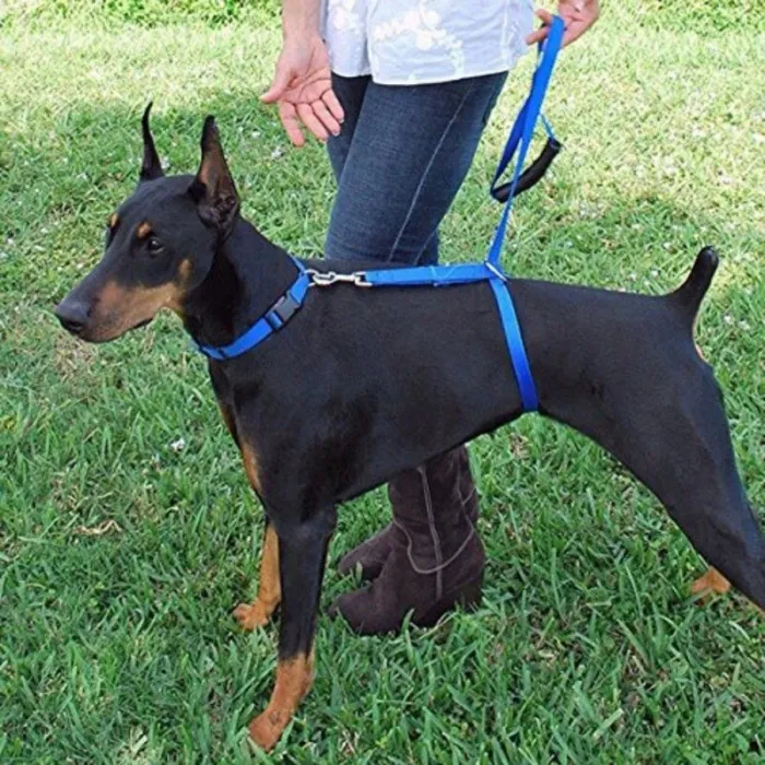Dog training - lead pull correction