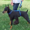 Dog training - lead pull correction
