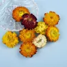 Flores artificialesDried flowers - chrysanthemum - crystal epoxy resin filling - crafts - decoration - DIY