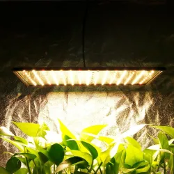 Luces de cultivoIndoor led lighting - 1000W / 3500K - for growing plants / flowers - heating