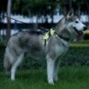 Dog harness - LED - flashing / reflective lights - safety night walk - waterproof
