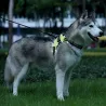 Harnais pour chien - LED - feux clignotants / réfléchissants - marche nocturne de sécurité - étanche