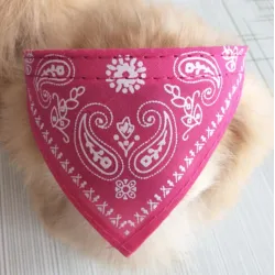 Animales & mascotasCollar ajustable con bufanda - para perros / gatos / mascotas