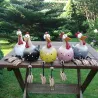 Grappige kip - kip - haan - tuin/gazon decoratieTuin