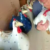 Zabawny kurczak / kura - dekoracja ogrodu / trawnika - żywicaOgród