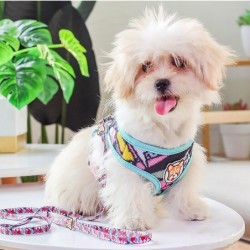 Hondentuig - riem met gesp - kleurrijke printHalsbanden en lijnen