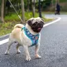 Dog harness - leash with buckle - colorful printing