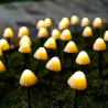 Solar strenglys - LED - med pinner - vanntett - soppformet