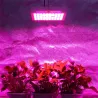 Plantedyrkningslampe - LED hydroponisk panel - 300W / 600W