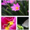 3 in 1 - groothoek - macro - fish-eye - cameralens met clipLenzen