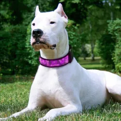 Halsbånd til katte/hunde - LED - Bluetooth - digitalt interaktivt rullelys