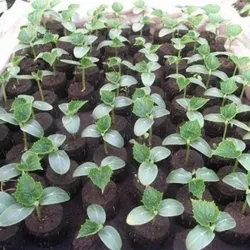 Jordblokk - torv for planting av planter - 8 stk