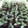Bloc de terre - tourbe pour la plantation de plantes - 8 pièces