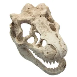 Décoration aquarium - crâne de crocodile