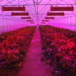 LED-kasvien kasvuvalo - täysi spektri - 300W - 1600W