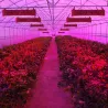 LED plant grow light - full spectrum - 300W - 1600WGrow Lights