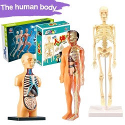 Torso humano/esqueleto - anatomia modelo - órgãos internos médicos - para ensino
