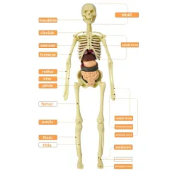 EducativoTorso / esqueleto humano - modelo de anatomía - órganos internos médicos - de formación