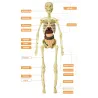 Torso umano/scheletro - anatomia del modello - organi interni medici - per l'insegnamento