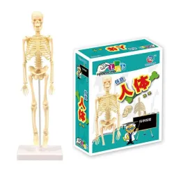 Human torso / skeleton - model anatomy - medical internal organs - for teachingEducational