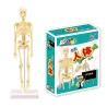 Human torso / skeleton - model anatomy - medical internal organs - for teachingEducational