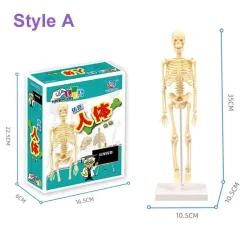 Human torso / skeleton - model anatomy - medical internal organs - for teachingEducational