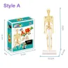 Human torso / skeleton - model anatomy - medical internal organs - for teachingEducational