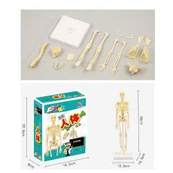 Human torso / skeleton - model anatomy - medical internal organs - for teachingEducational