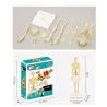 Human torso / skeleton - model anatomy - medical internal organs - for teachingEducational
