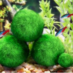 Aquarium mini mossboll - dekorativ nanoväxt