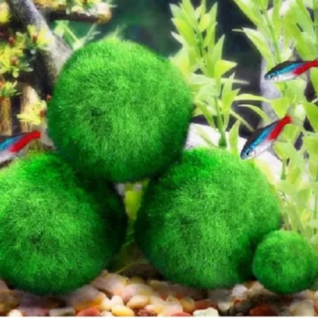 Mini boule de mousse pour aquarium - nano plante décorative