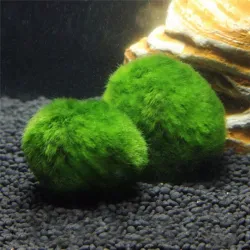 Aquarium mini moseball - dekorativ nanoplante