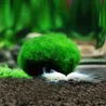 Mini sfera di muschio dell'acquario - nano pianta decorativa