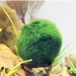 Aquarium mini moseball - dekorativ nanoplante