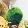 Aquarium mini moss ball - decorative nano plantDecorations