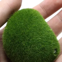 Aquarium mini moseball - dekorativ nanoplante
