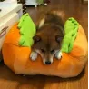 Calda cuccia per cane/gatto - morbido cuscino - hot dog