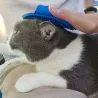 Escova para cães / gatos - pente de borracha - alça ajustável