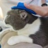 Koirien/kissojen hoitoharja - kumikampa - säädettävä rengaskahva